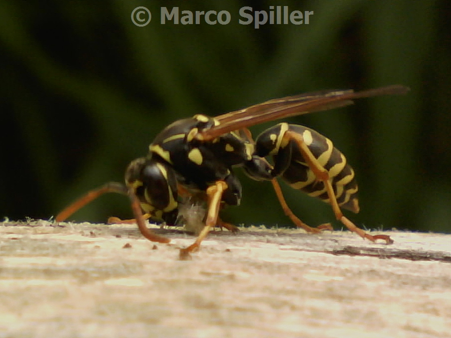 Polistes dominula ?